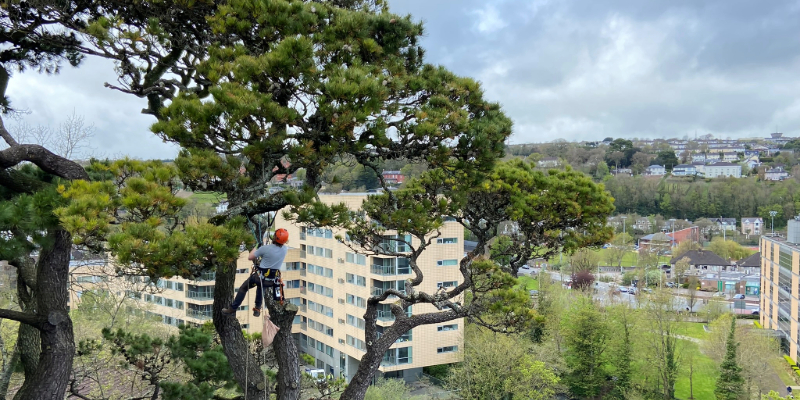 UCC graduate Dr Alan McCarthy scaling a monterey pine tree on UCC's campus as part of national bird conservation project.